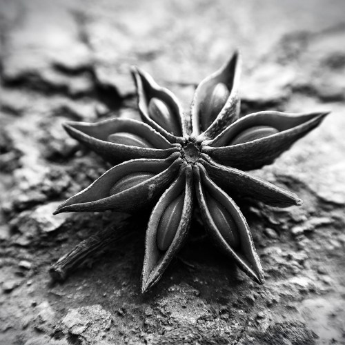 StarAnise